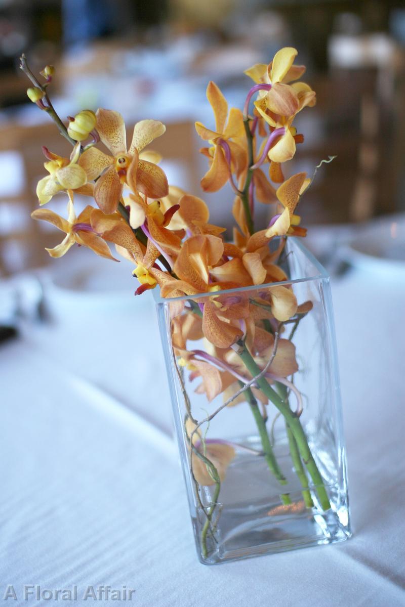 RF0452-Simple Mokara Orchid Centerpiece