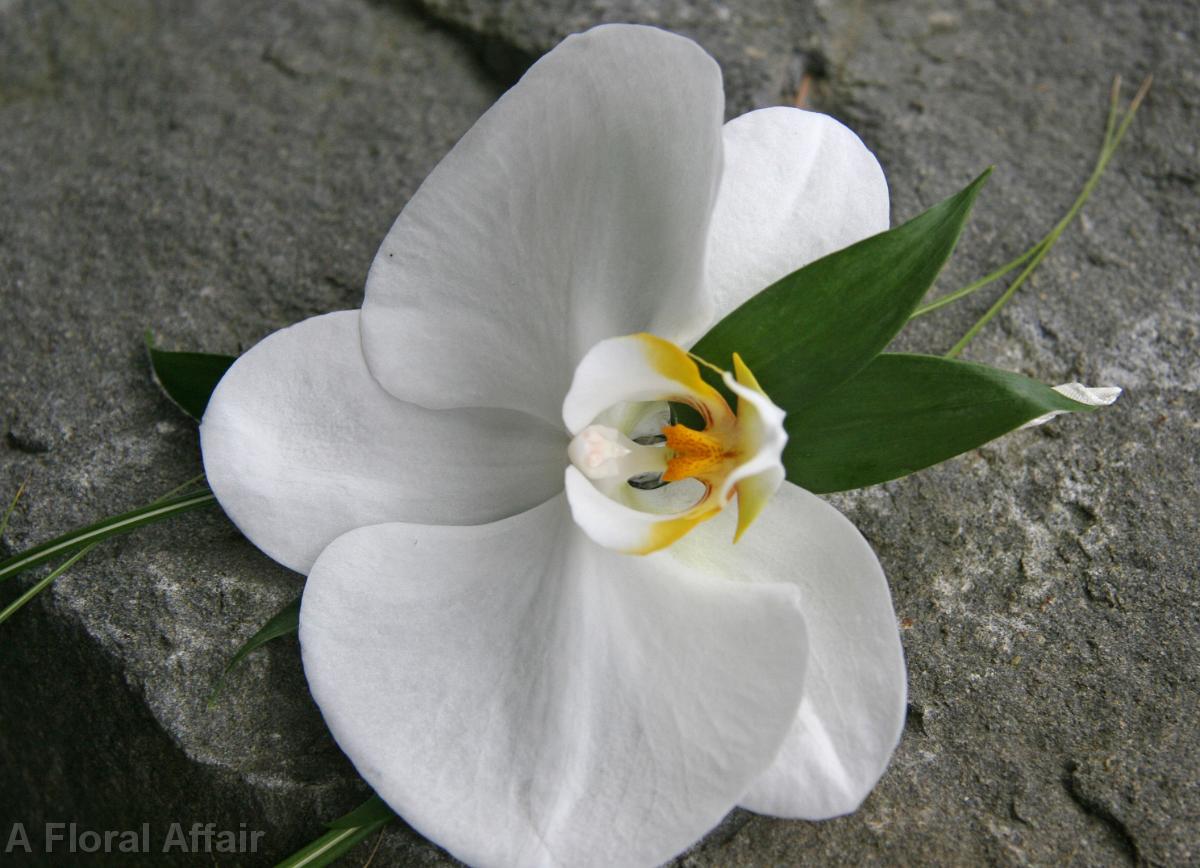 BF0495-Phalaenopsis Orchid Corsage